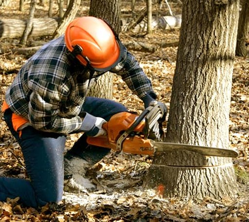 Tree Removal in Greenwood, ME